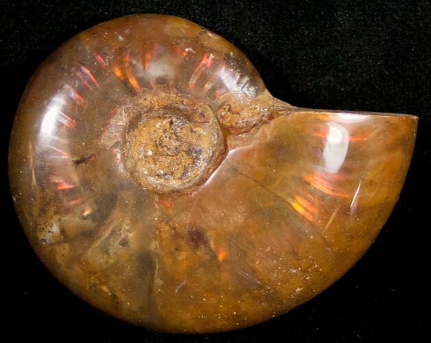 Flashy Red Iridescent Ammonite - Wide #10365